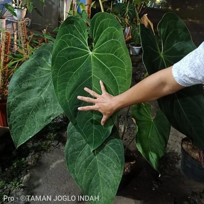 Tanaman hias kuping gajah kalong verde