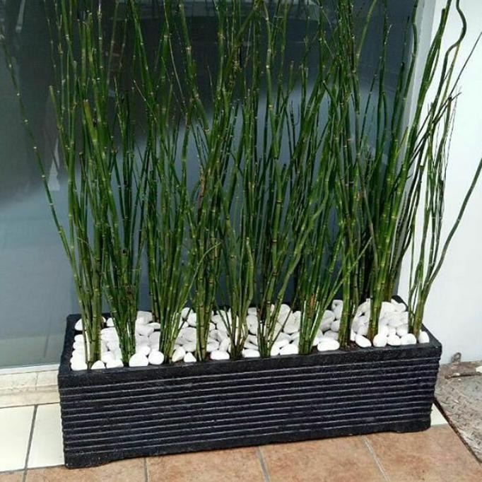 paket hemat tanaman hias bambu air 3pcs+pot batu persegi panjang 50cm
