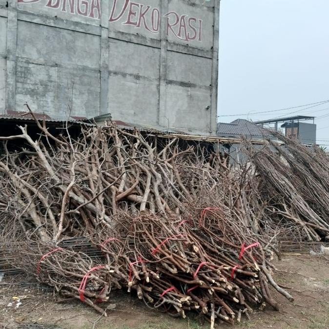 Rangkaian ranting  pohon/ ranting pohon tinggi 2 meter/ranting pohon hias