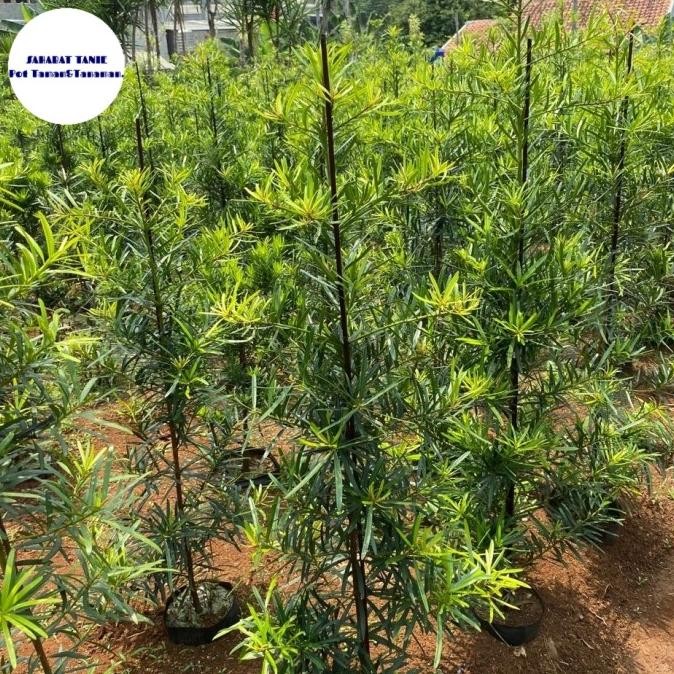 pohon lohansung cincuan tinggi 1meter - tanaman hias lohansung