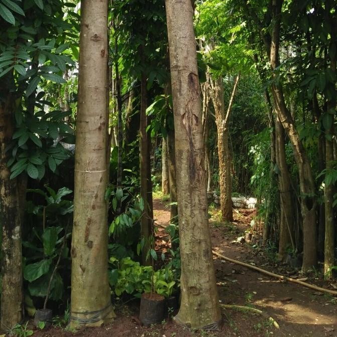 Pohon flamboyan besar