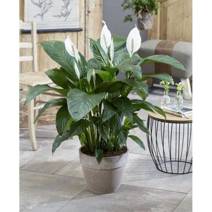 Tanaman Hias bisa Indoor Manaloa besar (Spathiphyllum wallisii)