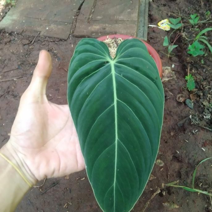 NEW PRODUK tanaman hias philodendron melanochrysum jumbo