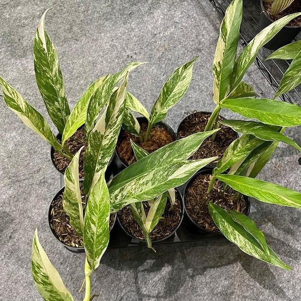 Tanaman Hias Raphidopora Megasperma Varigata - Tanaman Hias Koleksi