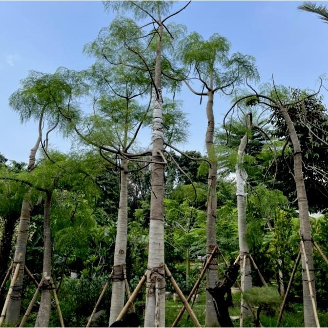Pohon moringa / kelor afrika