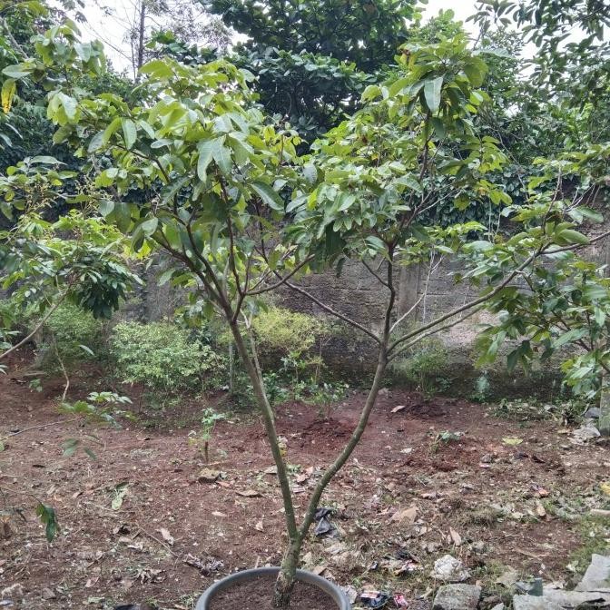 Pohon lengkeng matalada , Sudah berbuah