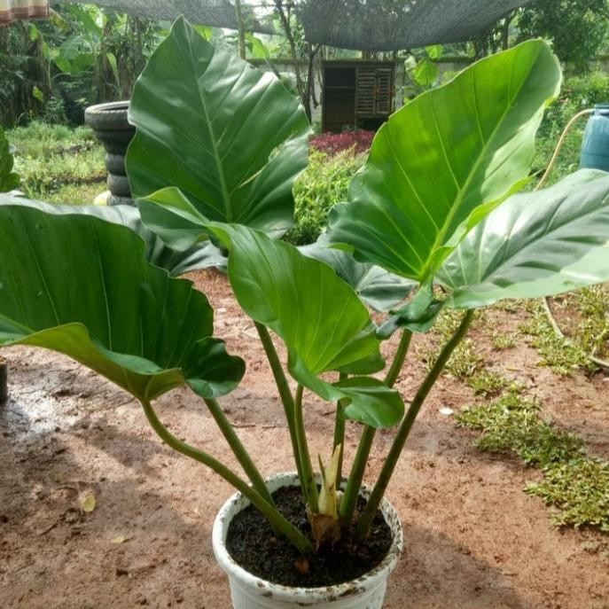 tanaman hias pilo marbel+pot putih