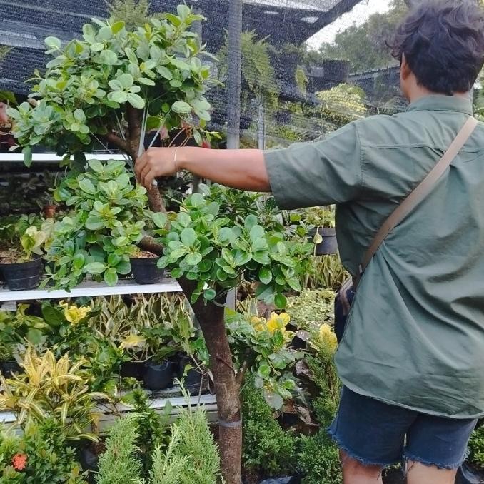 tanaman bonsai beringin korea | bonsai beringin Korea dollar