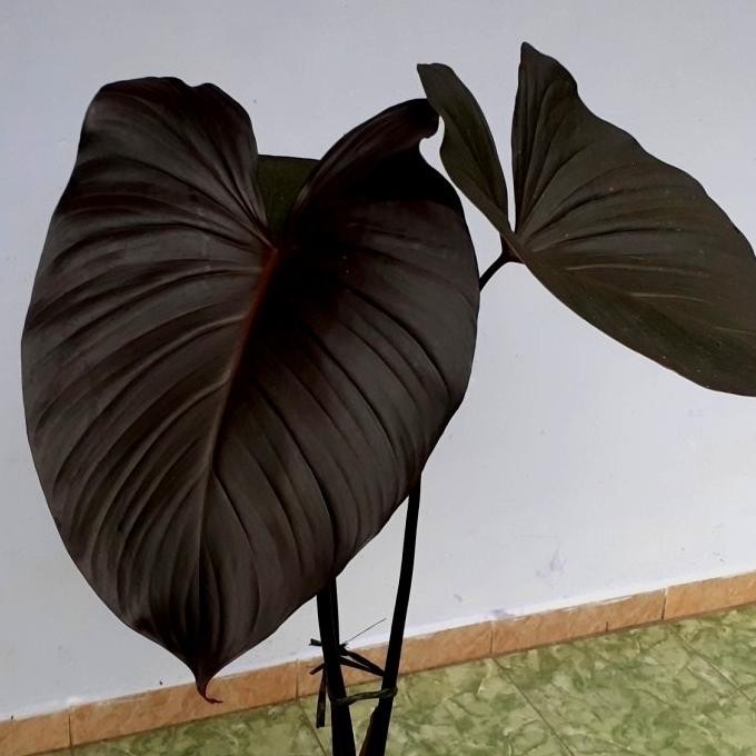 Tanaman Hias Langka Homalomena Black (Hitam)