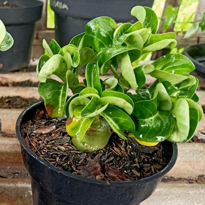 Tanaman Hias Adenium DHA Bungwung Adenium Kriwul