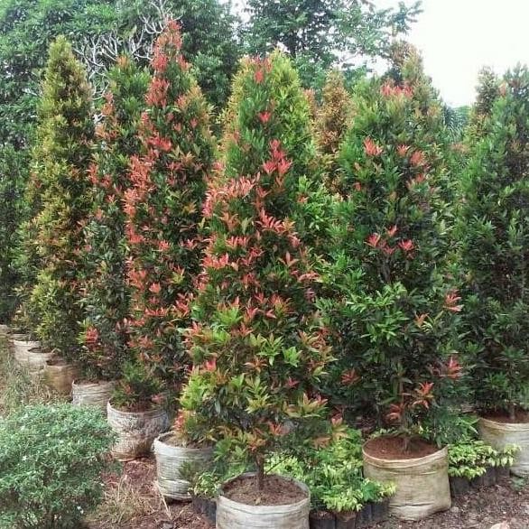 Pohon Pucuk Merah Tinggi 1,5 Meter