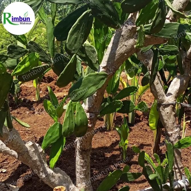 pohon kaktus/tanaman hias kaktus centong besar/kaktus