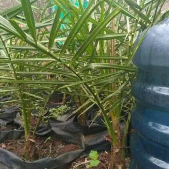 Pohon Kurma Ajwa Murah (bibit pohon kurma) umur 3 tahun