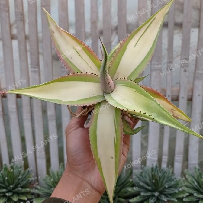 agave guiengola mediopicta KAKTUS SUKULEN | TANAMAN HIAS