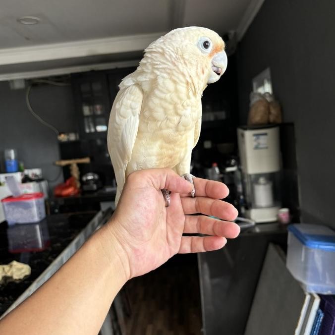 

Burung Goffin dokumen lengkap satsdn sesuai KtP kualitas