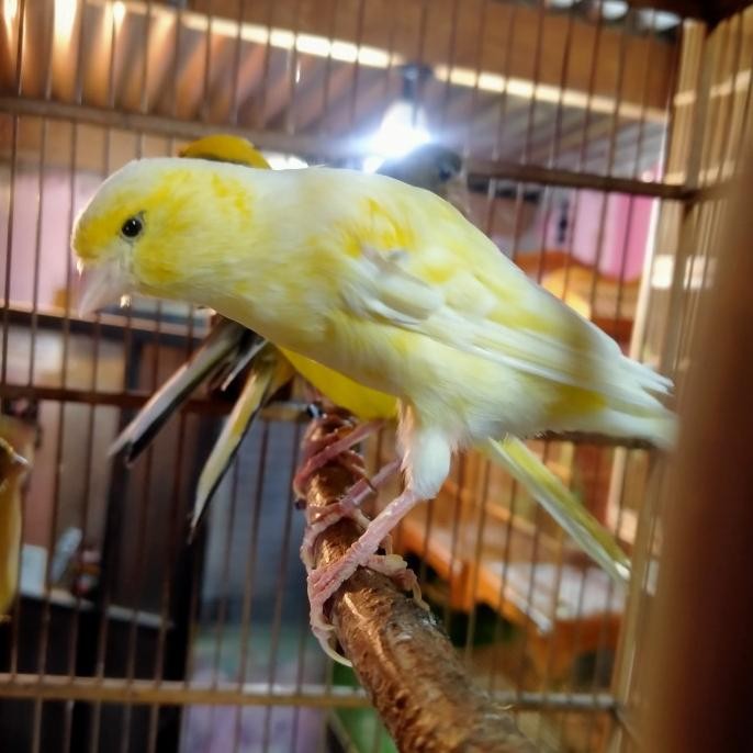 burung kenari hybrid sf bb gibo frill betina siapan