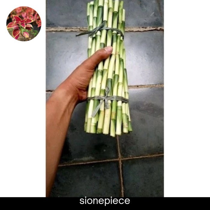 

(Promo) Stek Batang Bambu Hoki/Kole Jumbo Satu Ikat