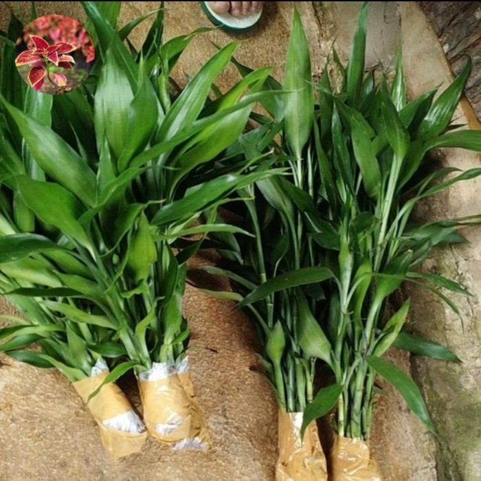 

Bambu Hoki Berakar (Indoor Outdoor) Bambu Sri Rezeki Keberuntungan