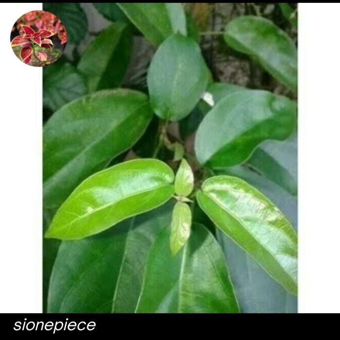 

(Promo) Bibit Daun Cincau Stek Binih Gampang Tumbuh Harga Murah