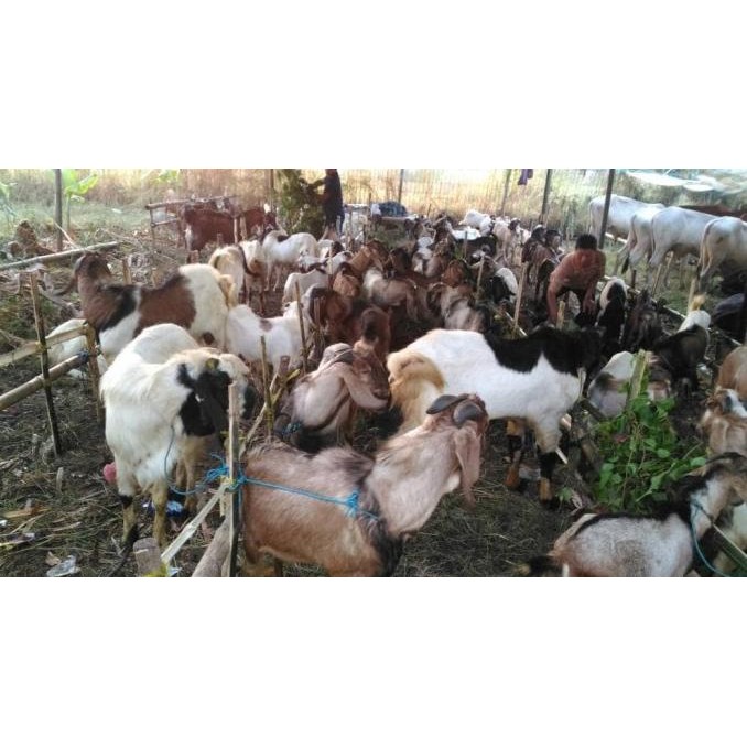 

hewan qurban, kambing qurban, sapi qurban, kambing kurban, sapi kurban