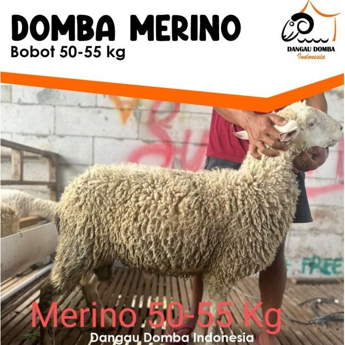 Hewan Kurban Domba Merino Medium Size by Dangau Domba Indonesia