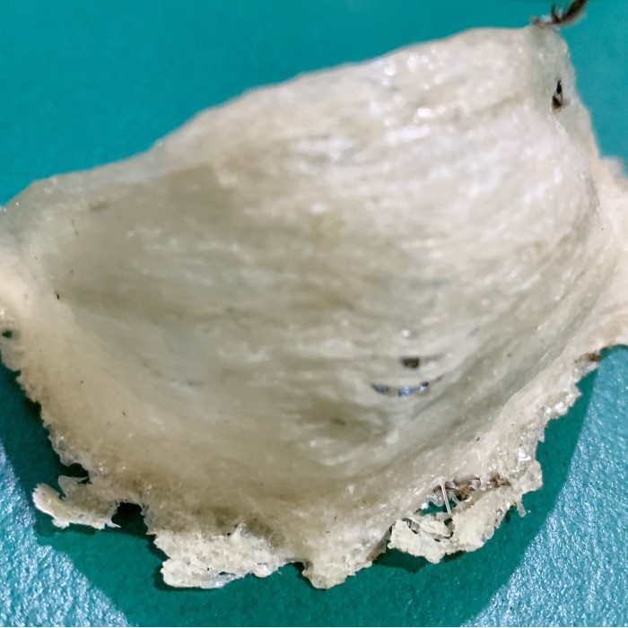 

Sarang burung walet yenwo