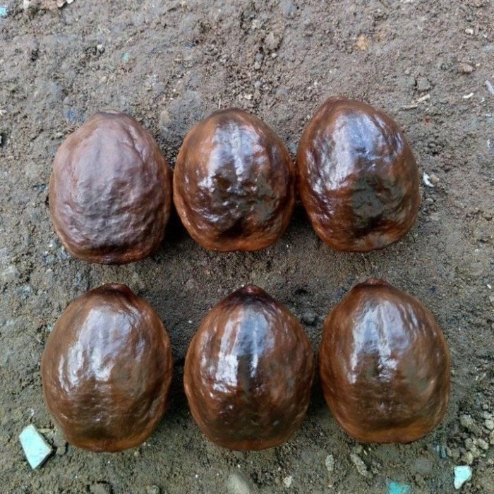 

BERKUALITAS Buah Kemiri/ Muncang Adu jenis Setum Anakna 1 buah