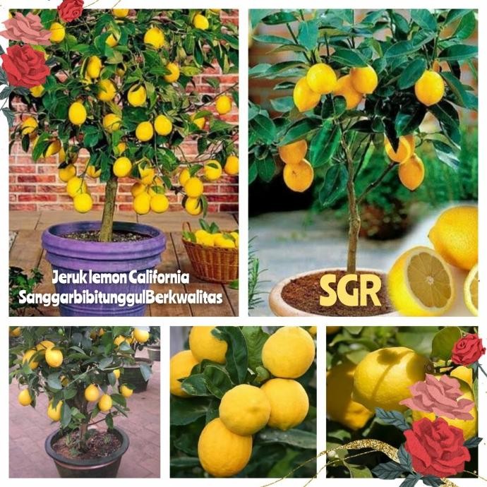 

SALE! BIBIT TANAMAN JERUK LEMON CALIFORNIA KONDISI (BRBUAH) SEPERTI DI FOTO