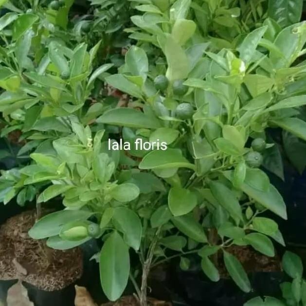 

SALE! TANAMAN JERUK SONKIT PONTIANAK BERBUAH