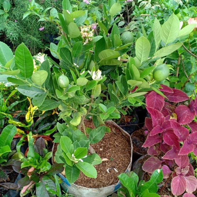 

SALE! TANAMAN BUAH JERUK LEMON KONDISI SUDAH BERBUAH