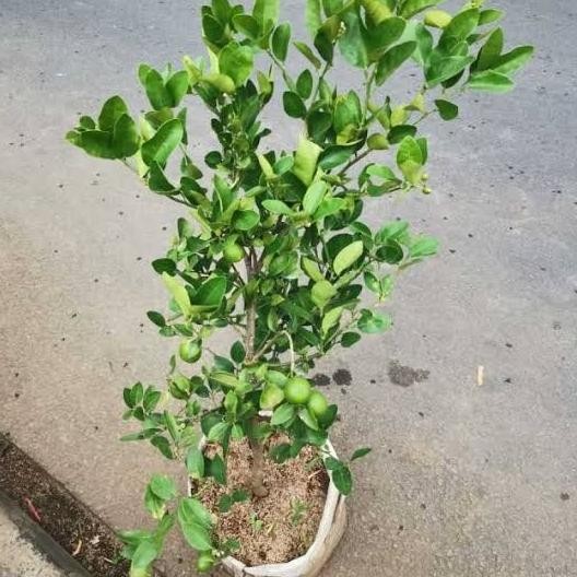 

SALE! POHON JERUK NIPIS SUDAH BERBUAH/BERBUNGA