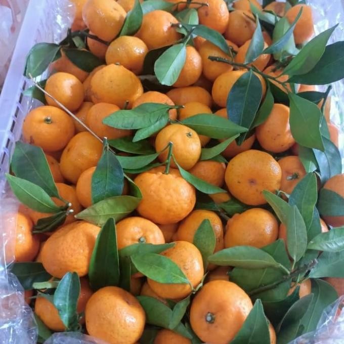 

SALE! JERUK SANTANG DAUN FRESH PER 1 KERANJANG