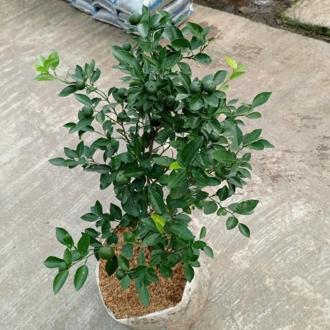 

SALE! POHON JERUK LIMO BERBUAH BANYAK HEBAT DAN LEBAT