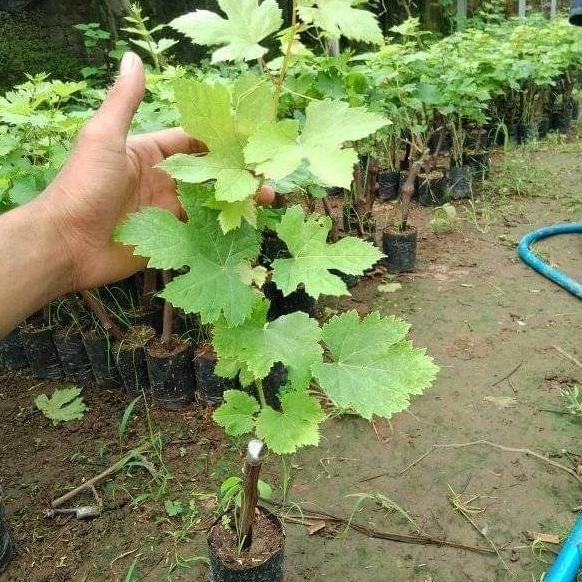 

Bibit Tanaman Buah anggur transfuration Grafting Import MMU