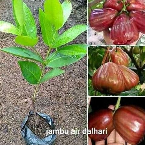 

Jambu Air Dalhari - Tanaman Buah Jambu Air Dalhari MMU