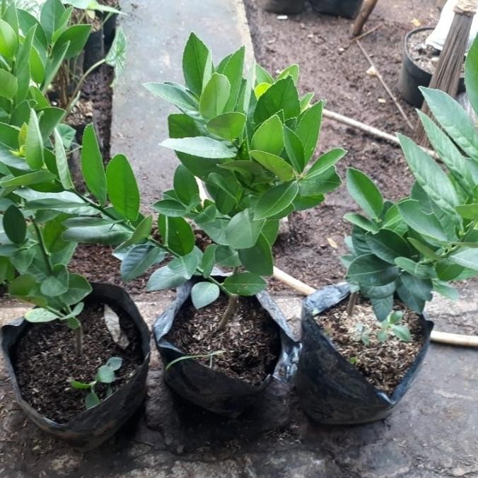 

Tanaman buah jeruk lemon okulasian MMU