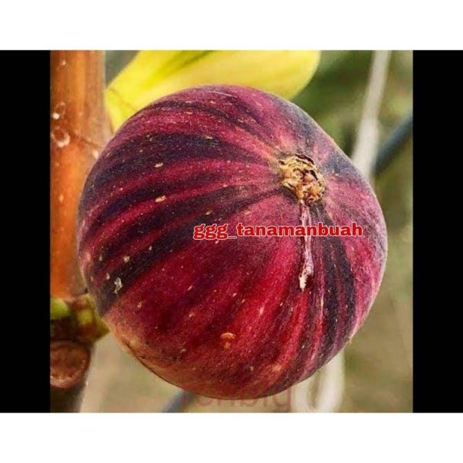 FRES Bibit Buah Tin BNR ssote Negra Rimada VALID