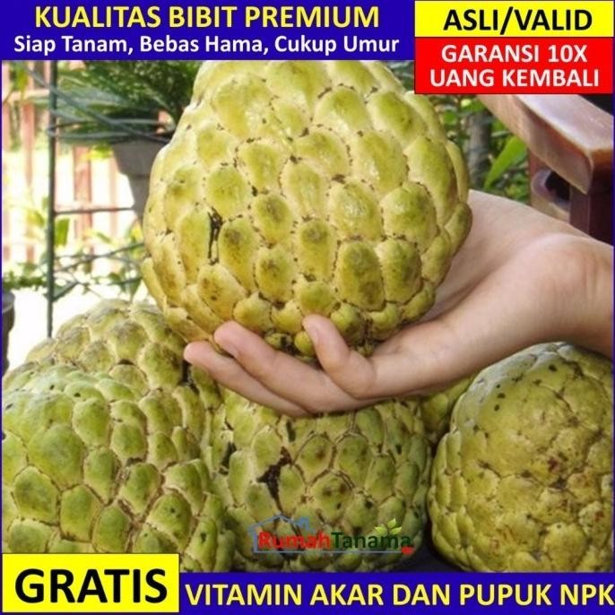 FRES Bibit Srikaya Jumbo Asli Bergaransi, Pohon Buah Cangkok VALID