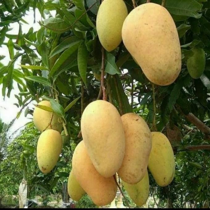 BIBIT TANAMAN BUAH MANGGA CHOKANAN/ MANGGA COKANAN ASLI MMU