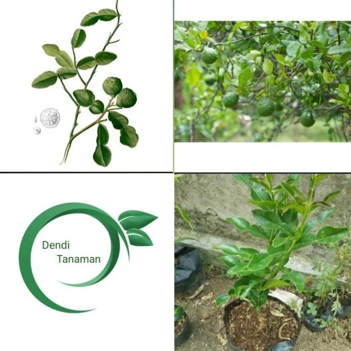 

Bibit Pohon Jeruk purut/Tanaman buah jeruk purut MMU