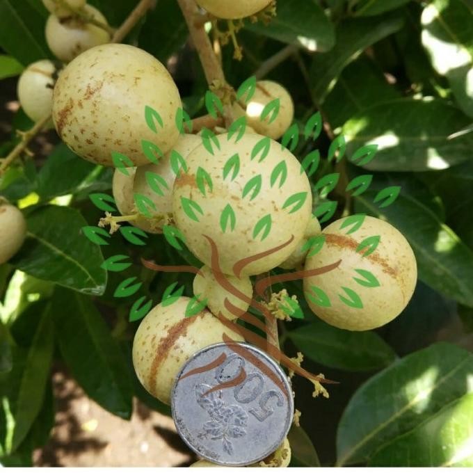 FRES BIBIT BUAH KELENGKENG DIAMOND RIVER BERBUNGA-KLENGKENG BERBUNGA ASLI VALID