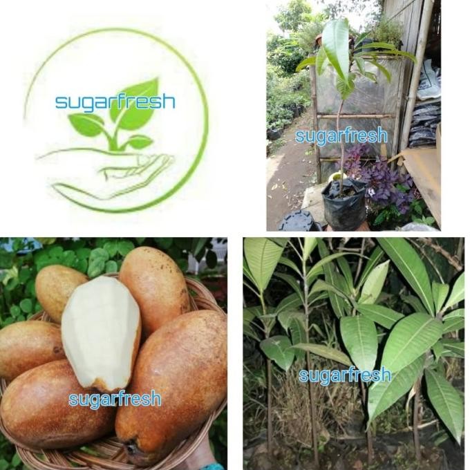 bibit tanaman buah Kemang/pohon buah kemang MMU