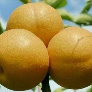 

Bibit Tanaman Buah Pir Pear Nashi Asia Coklat Berbunga MMU