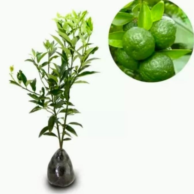 

Bibit pohon jeruk limo/tanaman buah jeruk limo sambal MMU