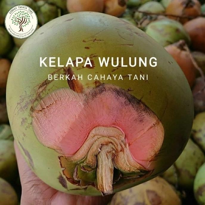Bibit Tanaman Buah Kelapa Wulung-Bibit Pohon Kelapa Hij Wulung Super MMU