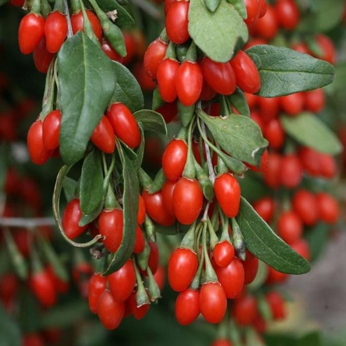 Tanaman Bibit Buah Goji Berry MMU