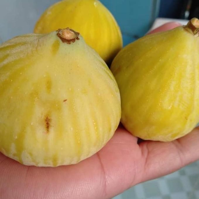 bibit tin kuning jumbo JIN AO FEN - tanaman buah MMU