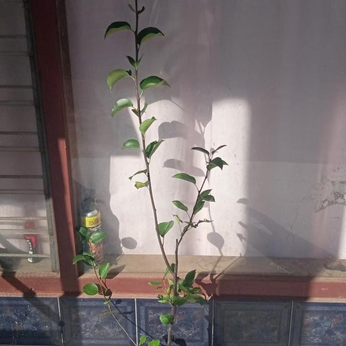 

tanaman buah pear coklat/ nashi tinggi 1 meter limited edition MMU