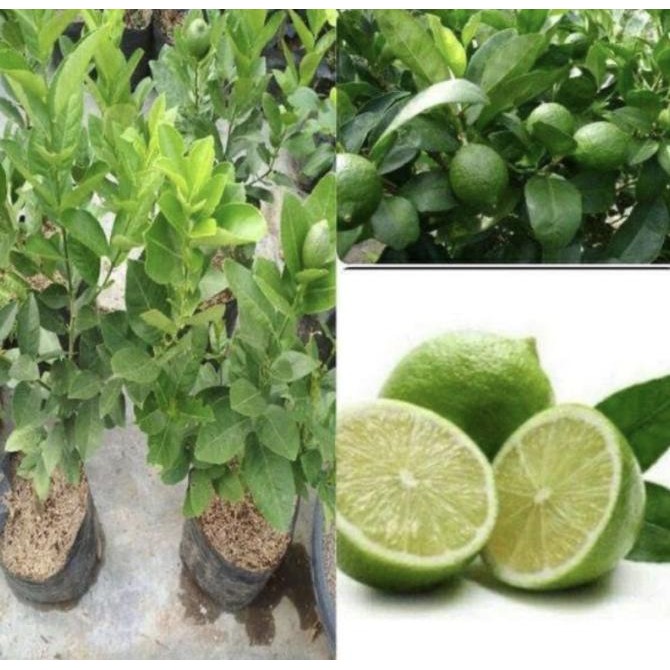 

Bibit jeruk nipis buat minuman - Tanaman buah jeruk nipis MMU