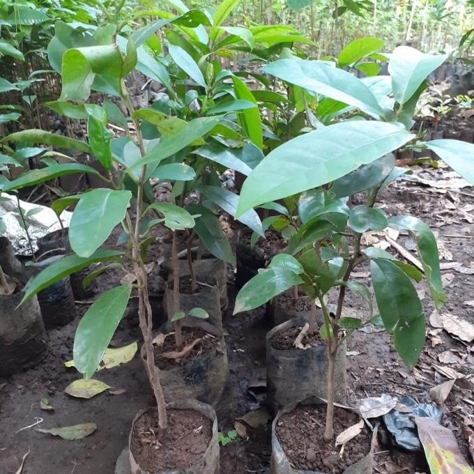 Bibit Tanaman Langka Buah Buni - Buah Huni LANGKA MMU